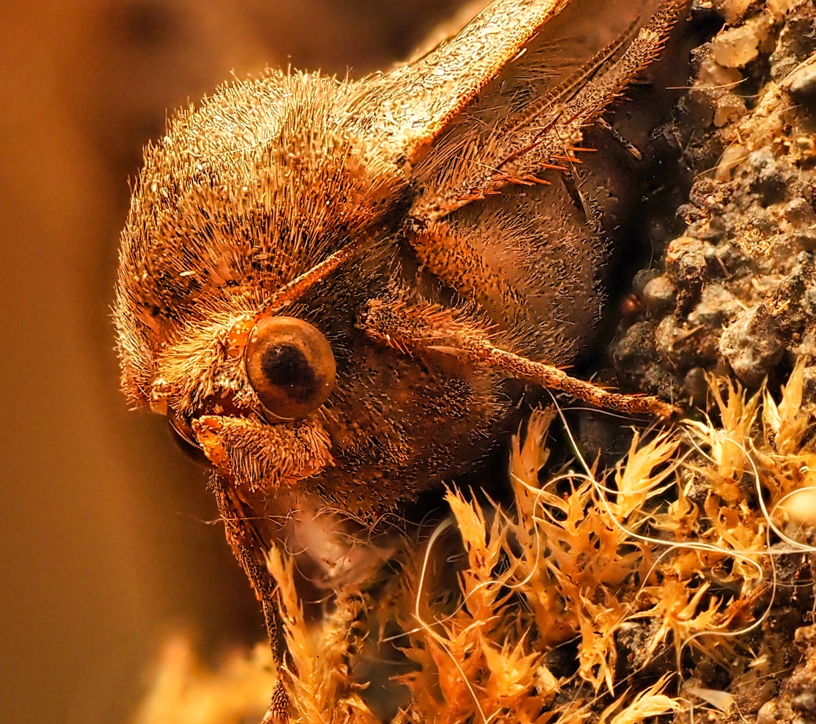 Hairy Thorax Moth