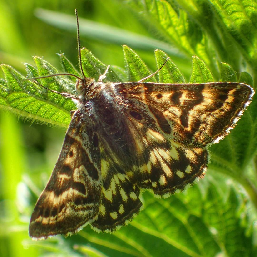 Spotted Moth