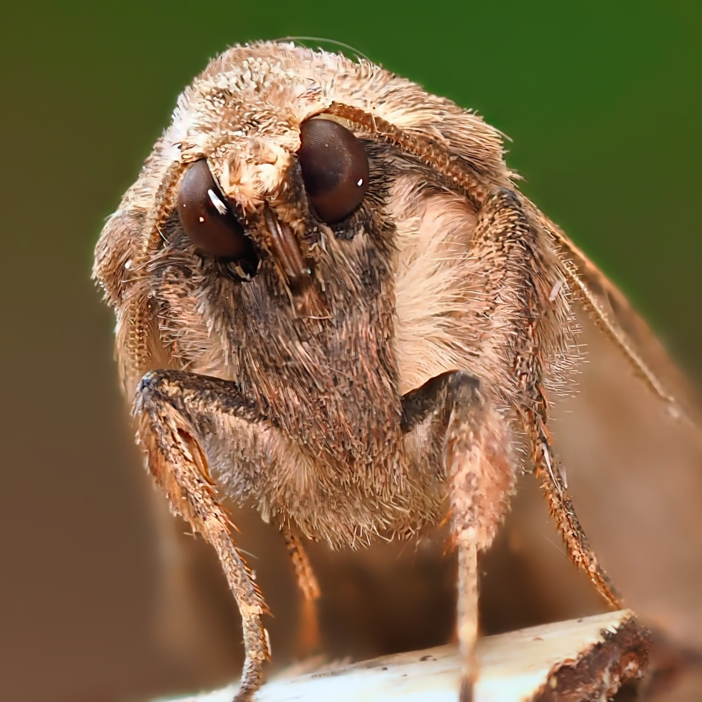 Moth Portrait