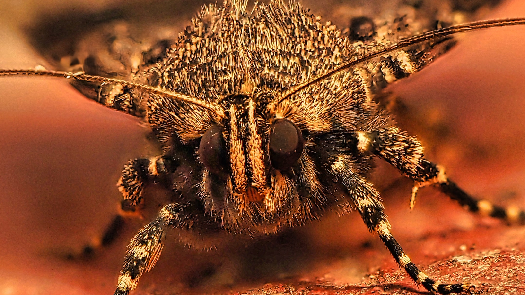Pectinate Moth