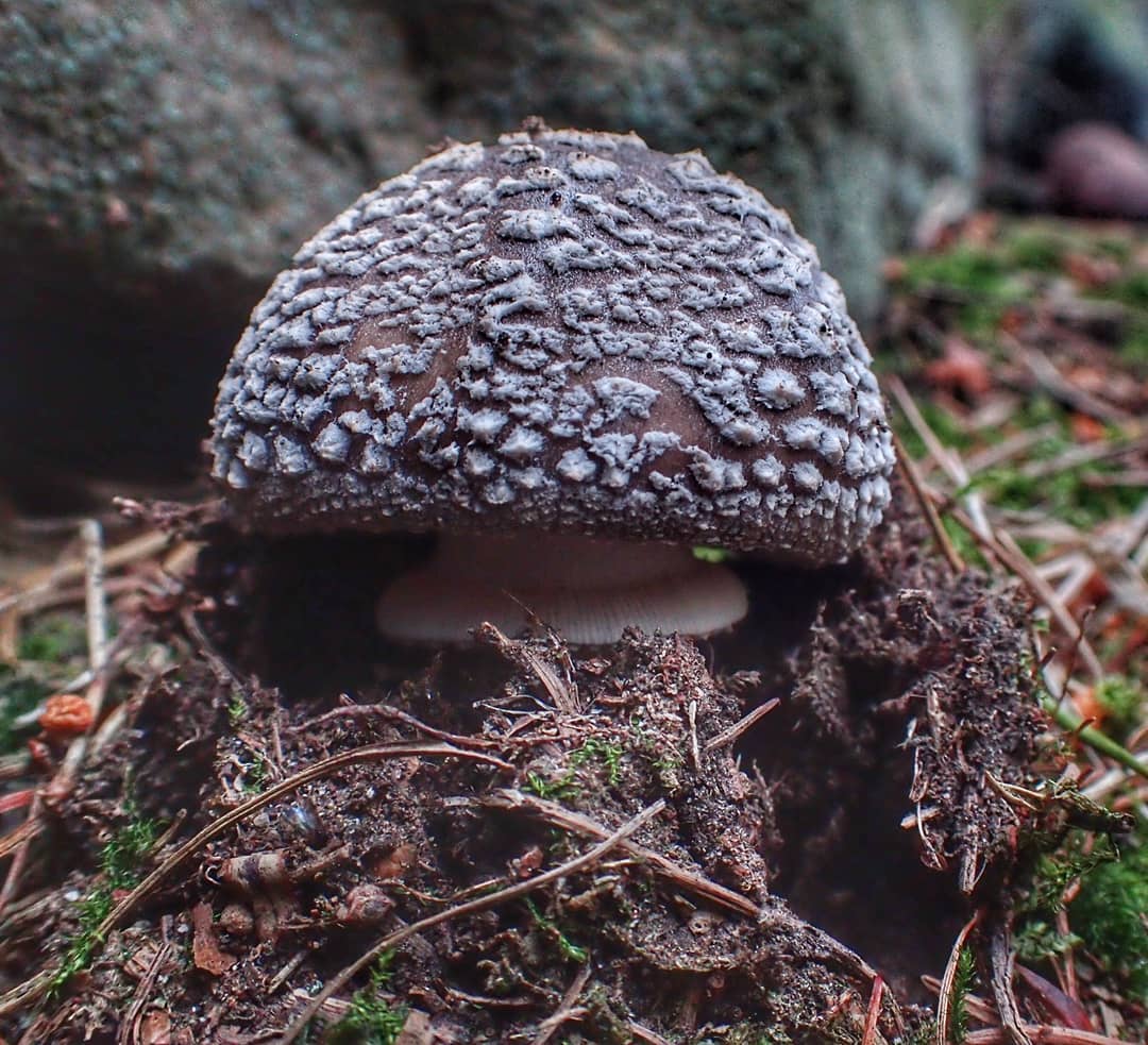 Emerging Amanita