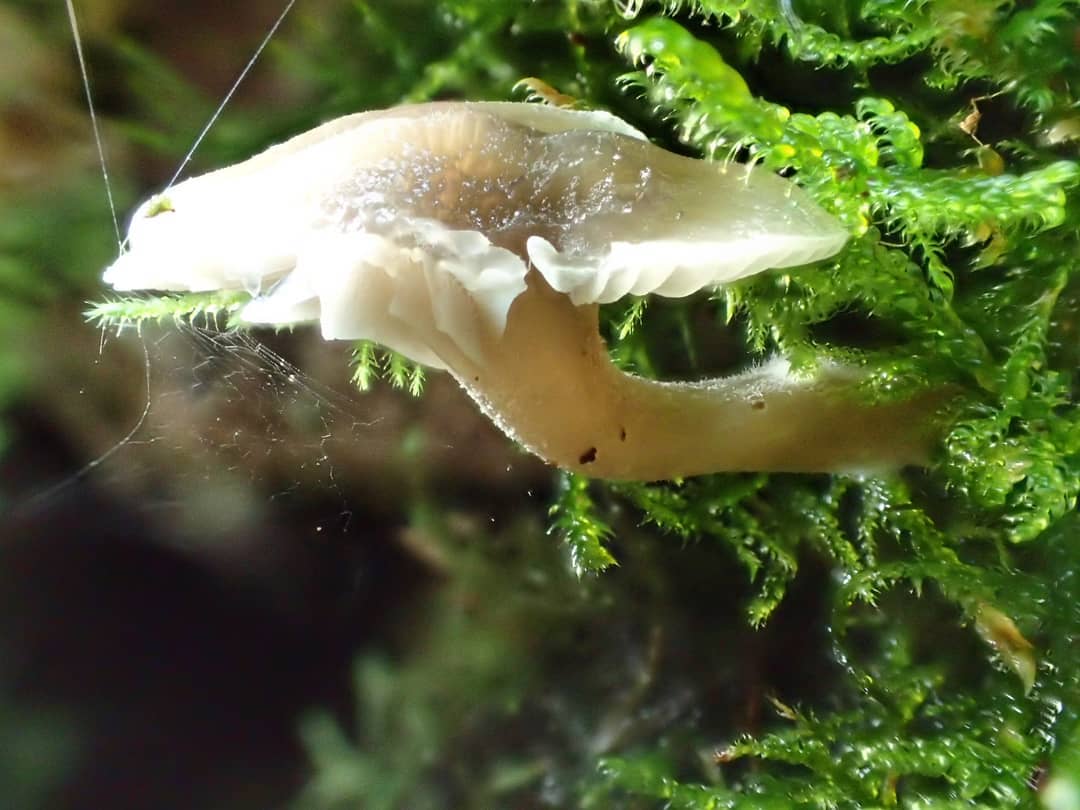Mushrooms