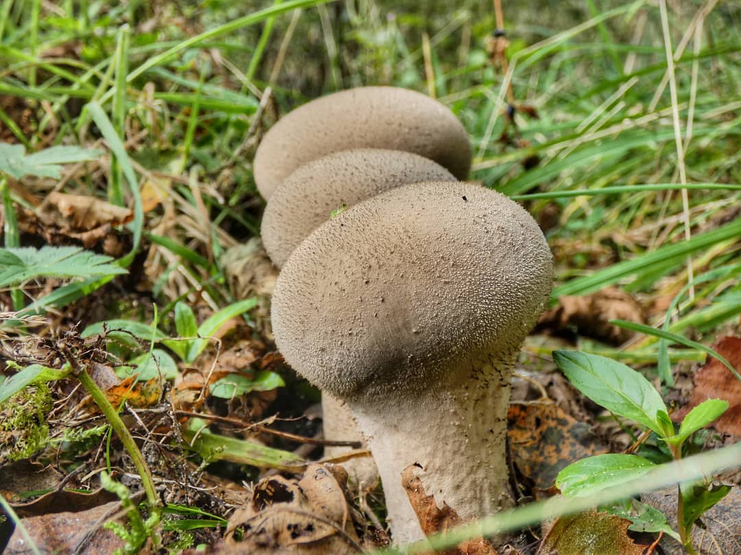 Puffball Trio