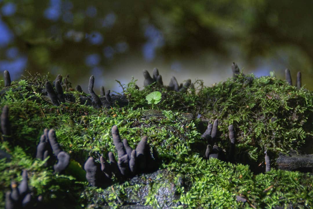 Dead Man's Fingers