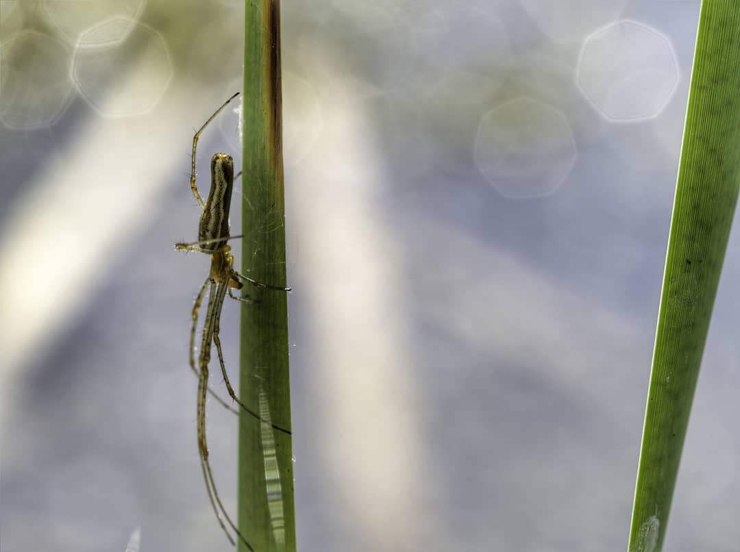 Spiders