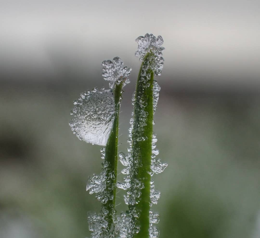 Frost Crystals