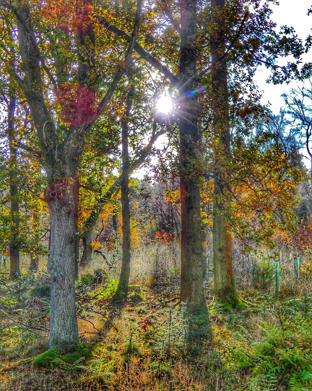 Autumn Sun Burst