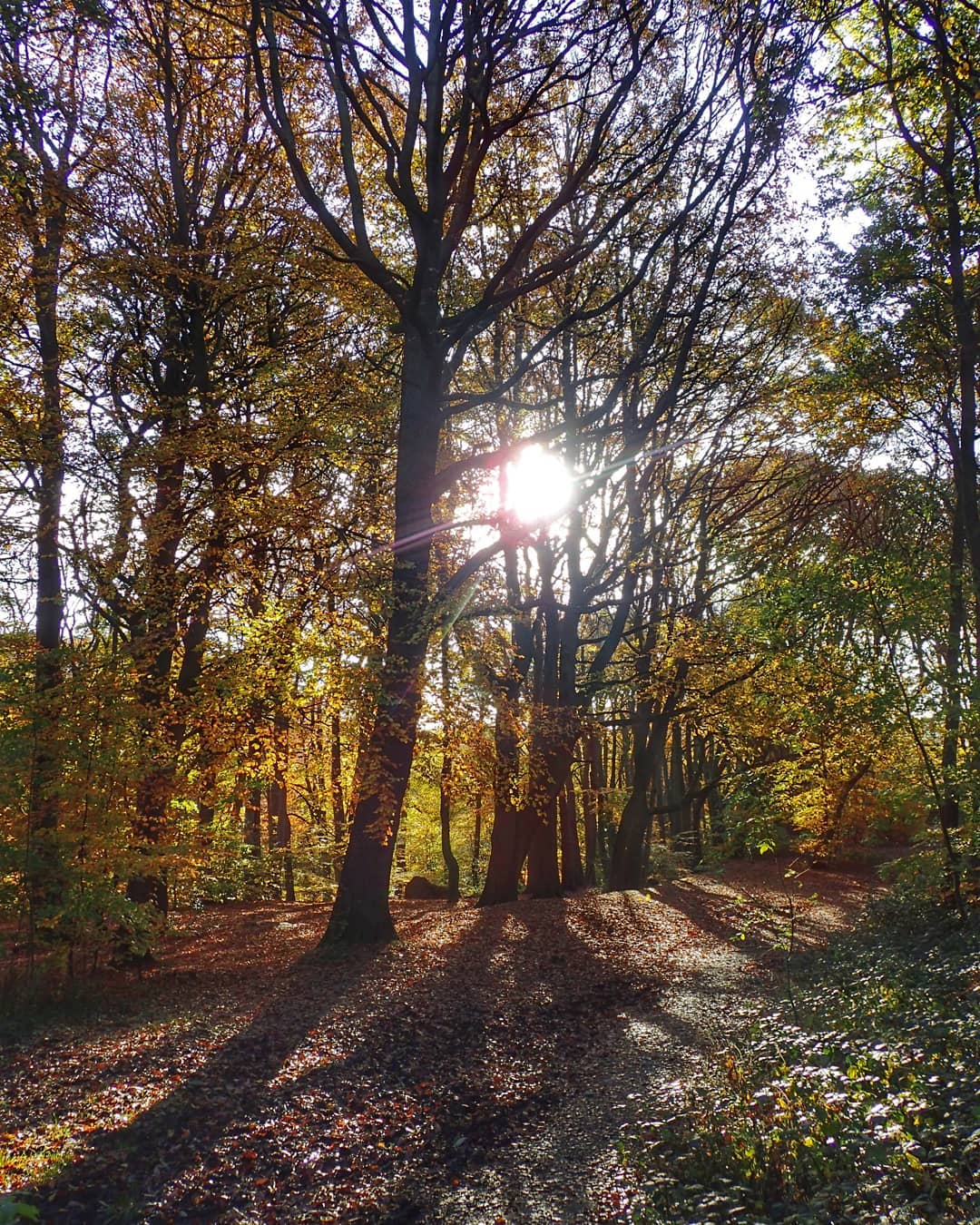 Sunlit Autumn Path