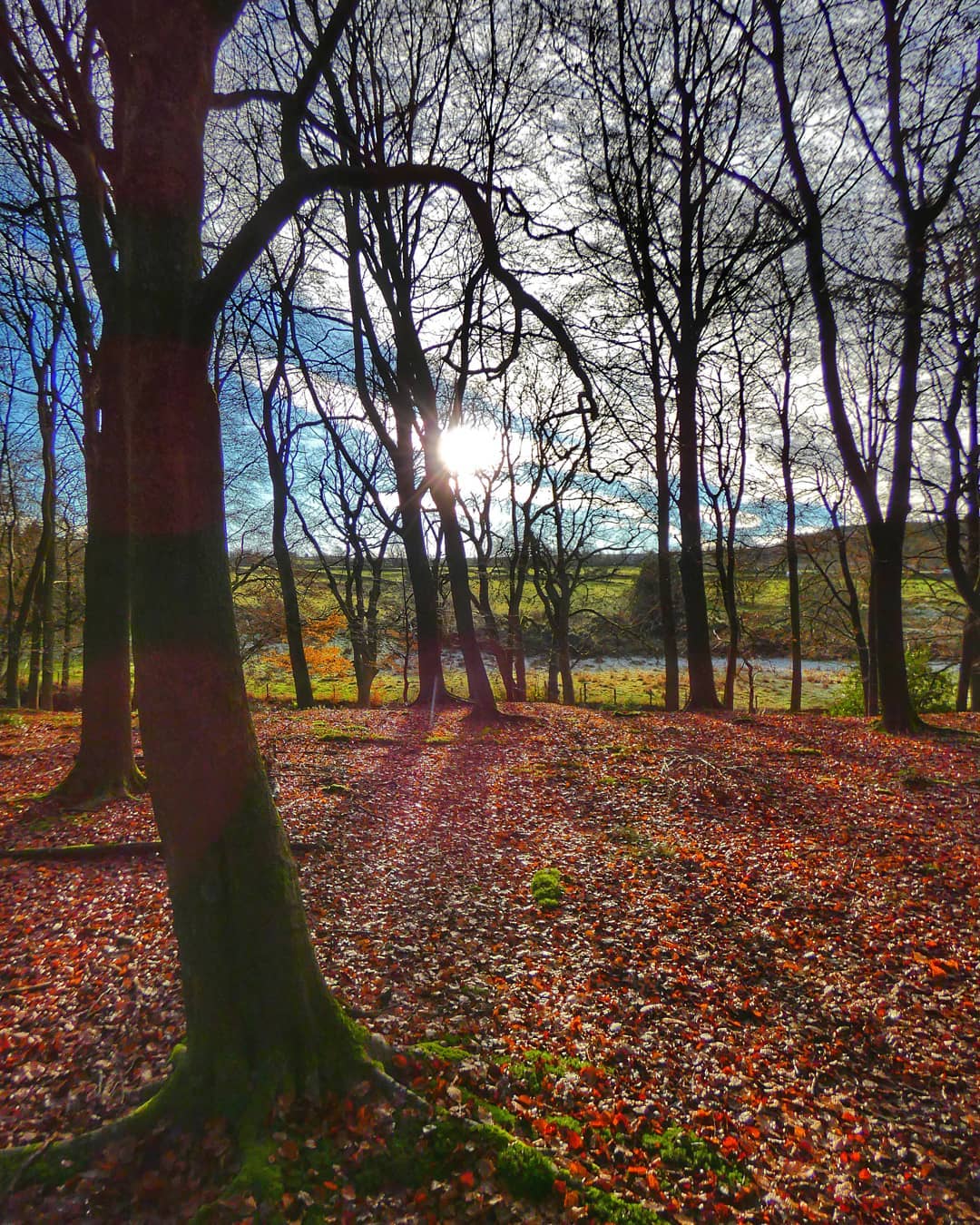Bare Beech in Red