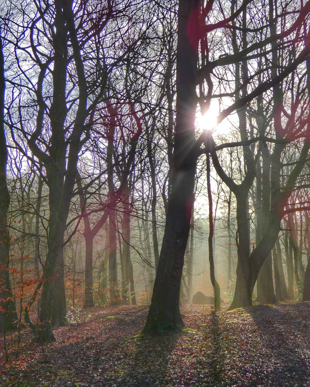 Woodland