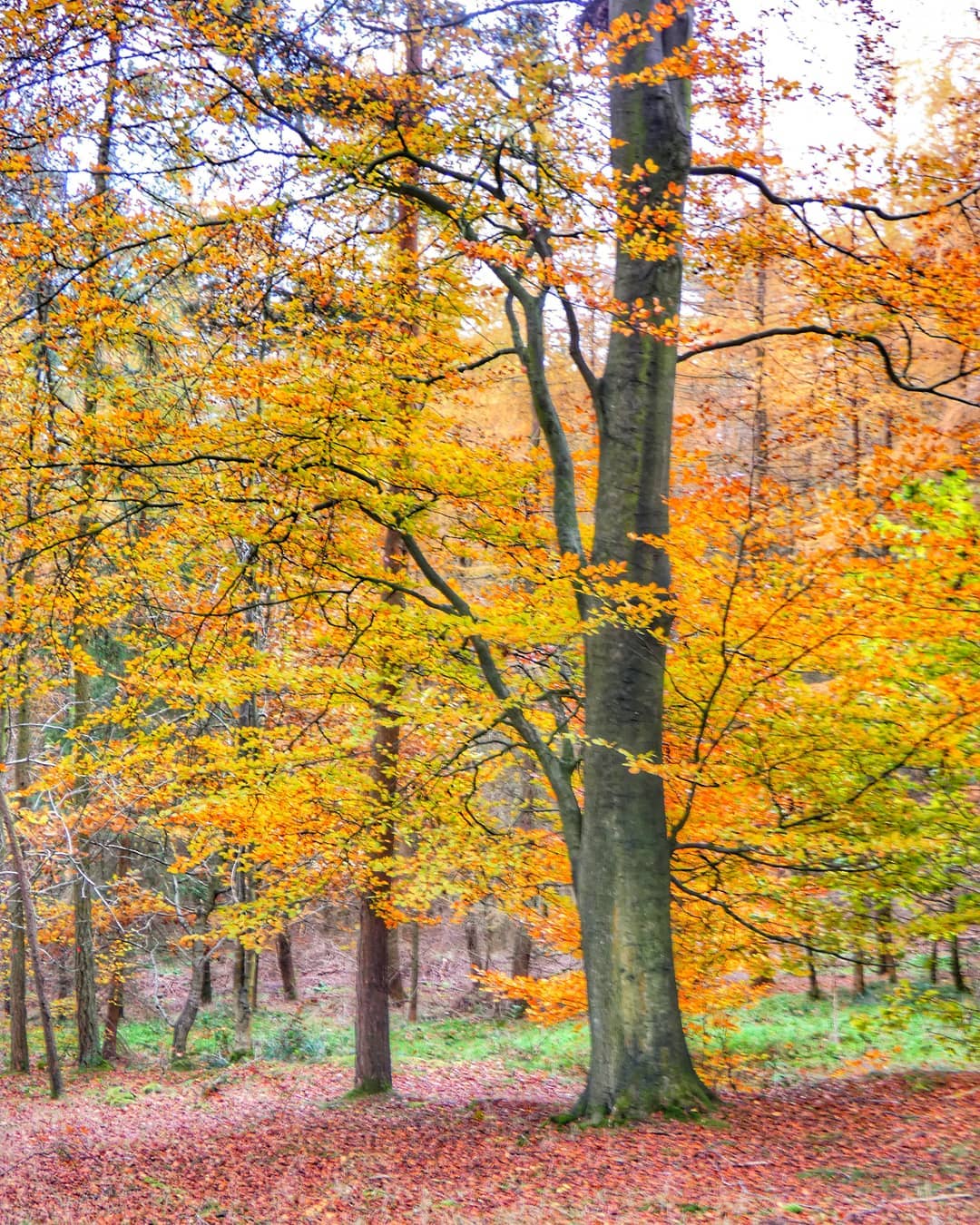 Golden Beech