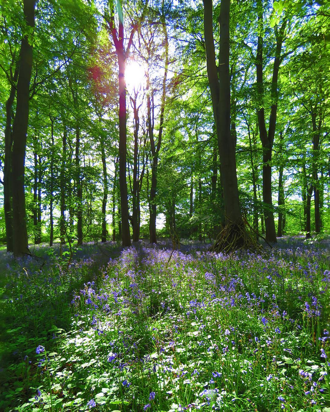 Wildflower Wood
