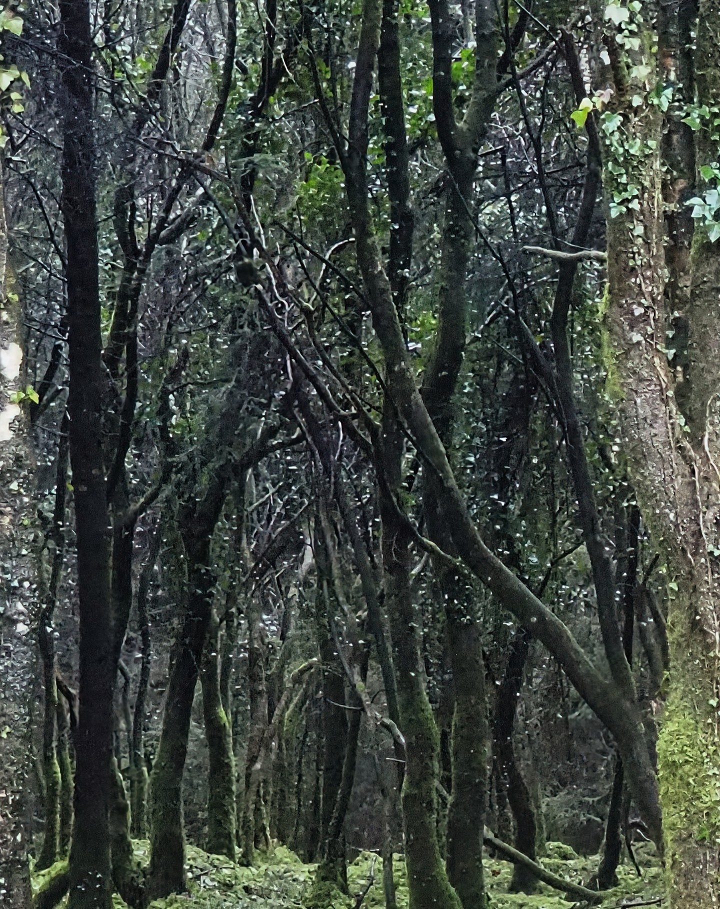 Twisted Woodland